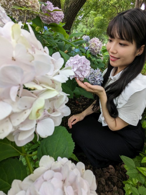 中之島公園の紫陽花