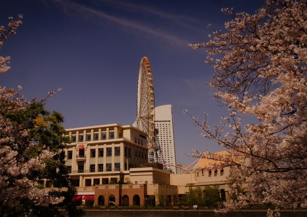 みなとみらいの桜景観